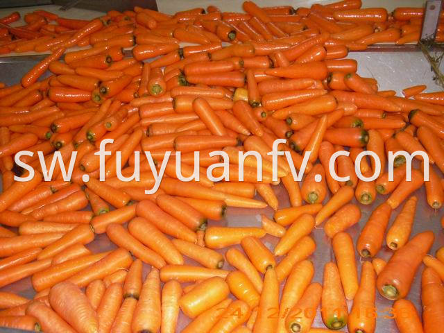 carrot (50)